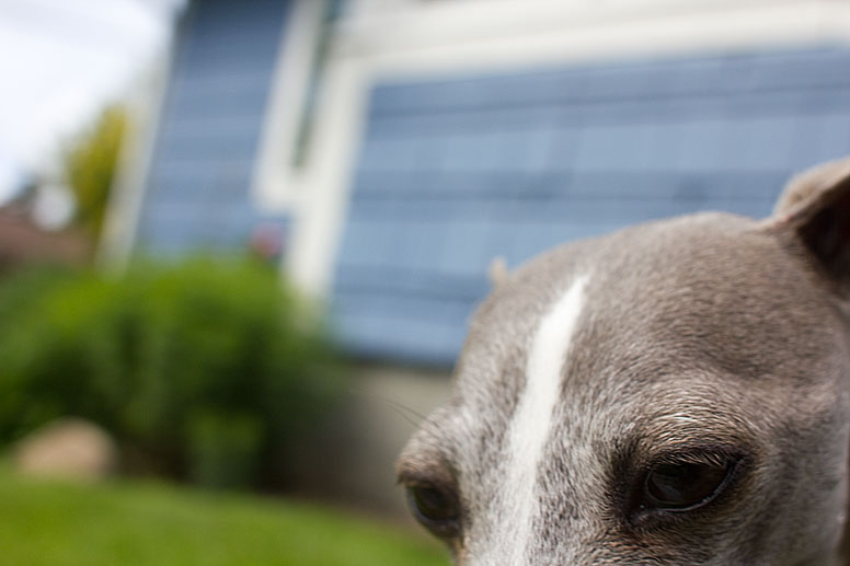 Enzo in front of a blue house