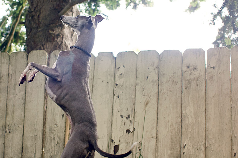 Enzo standing up to get a better view of the squirrel in a tree