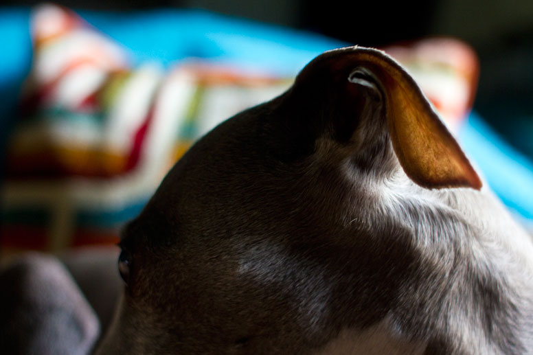 Enzo's transparent ears in front of a colorful pillow