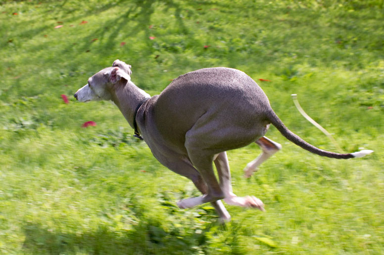 Enzo Running