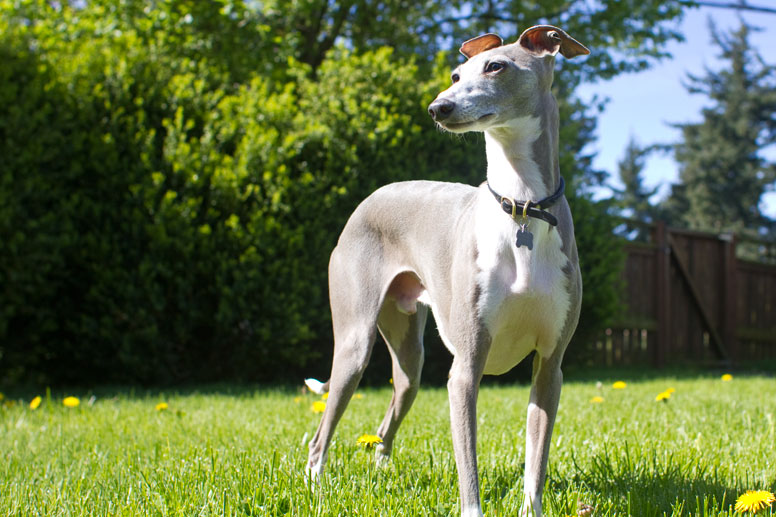 Enzo watching the yard full of yellow dandylions