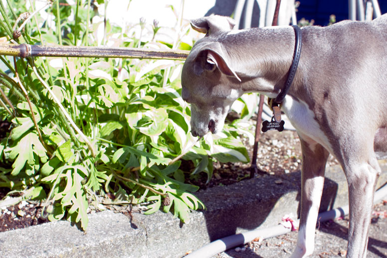 Enzo looking at some poppy plants