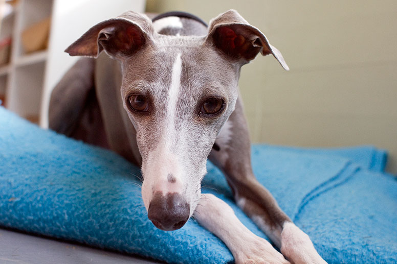 Enzo on a blue blanket staring into camera lens