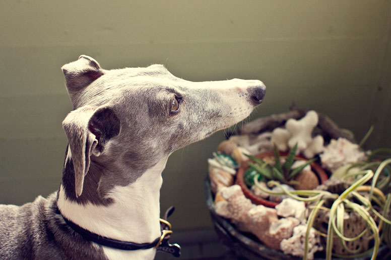 Enzo overlooking some air plants