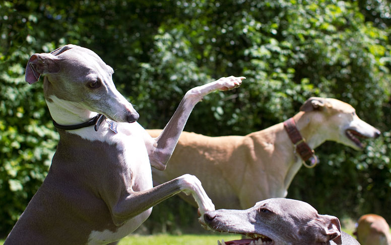 Enzo playing at the park with his pals and a full size greyhound