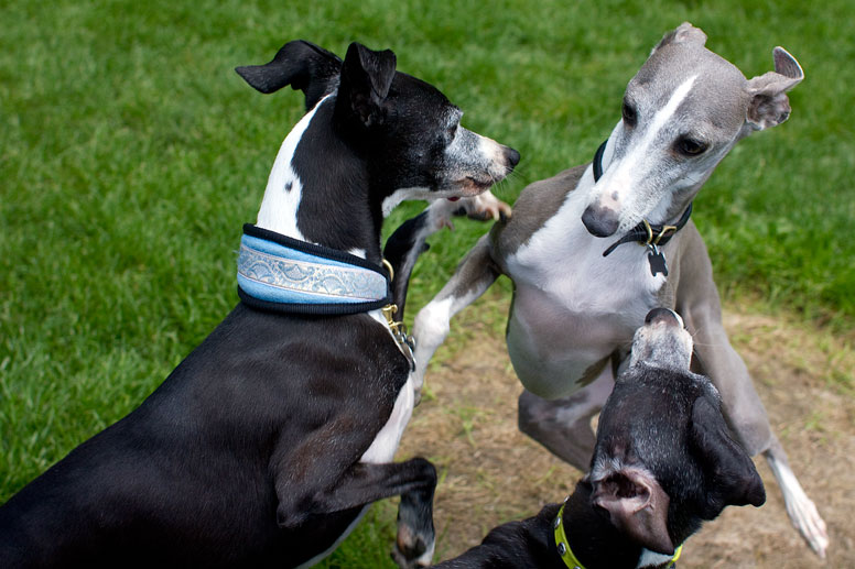 Three italian greyhound playing at the park