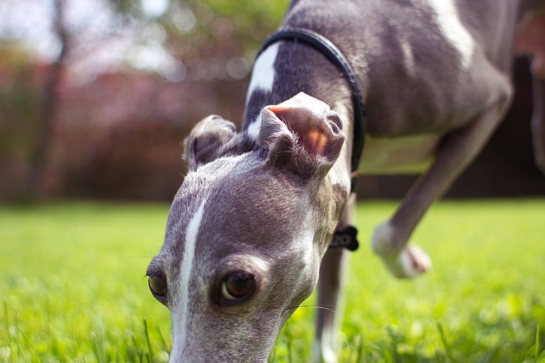 Enzo sniffing in the grass