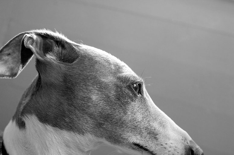 Profile of Enzo's head at a 30 degree angle