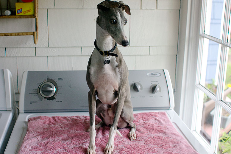 Enzo on a pink towel on the dryer