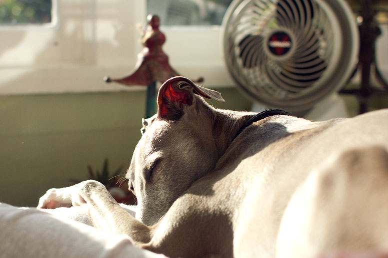 Enzo sleeping in the sun with room fan in the background