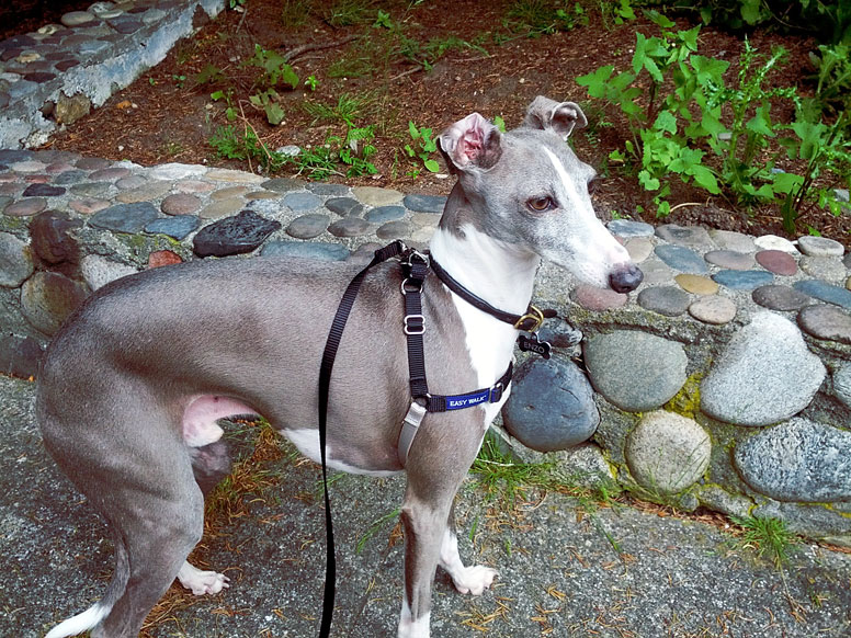 Enzo next to a stone fence