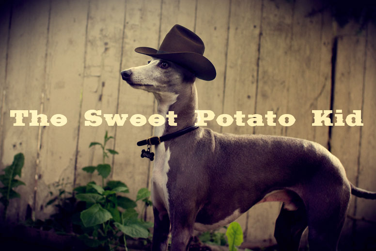 Enzo in a cowboy hat in front of a wood fence