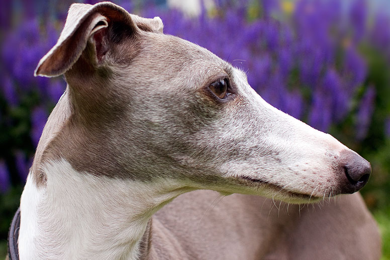 Enzo in front of purple flowers