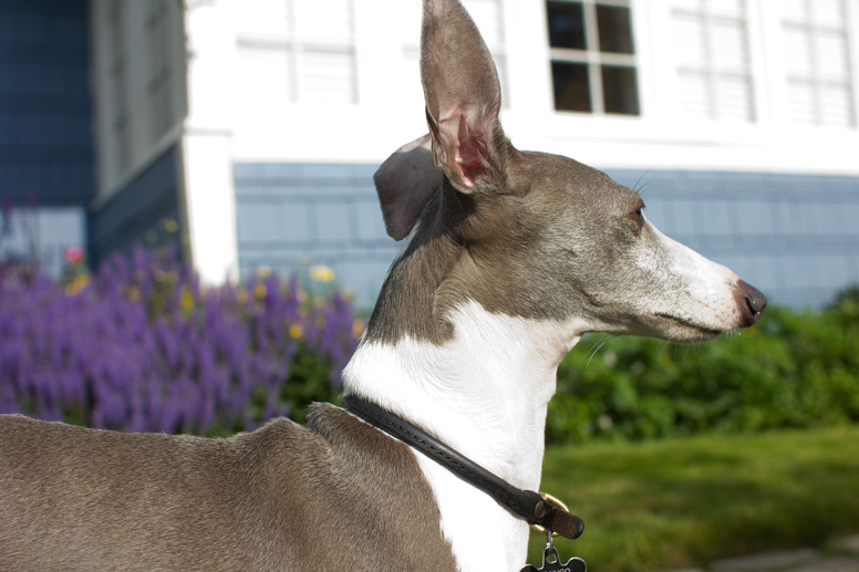 Enzo with one ear pointing straight up.