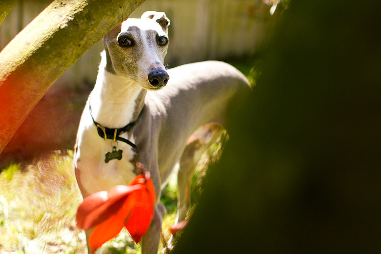 Enzo looking between tree branches.