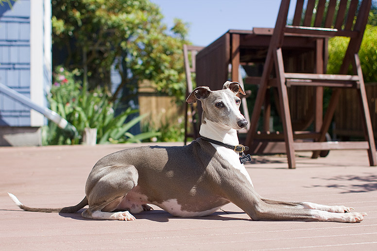 Enzo sitting on a sunny deck