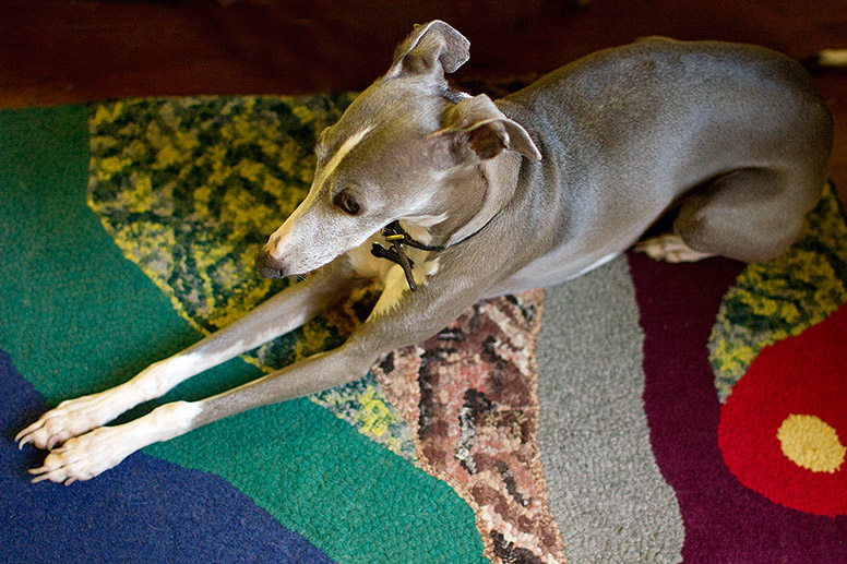 Enzo sitting on a modern designed hooked rug.