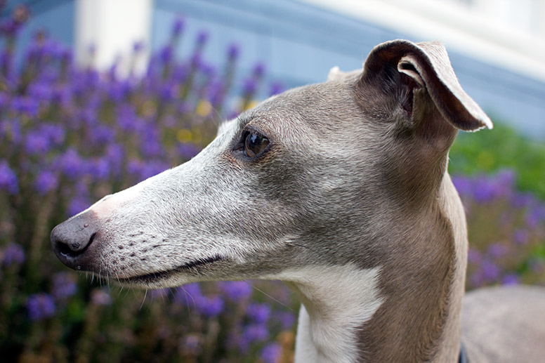 Enzo in front of purple flowers