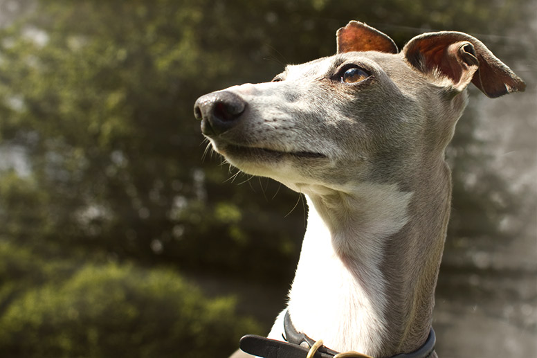 Enzo gazing into the sky