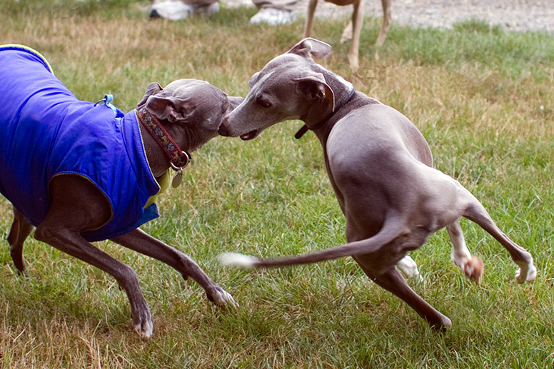 Two italian greyhounds playing in a circle