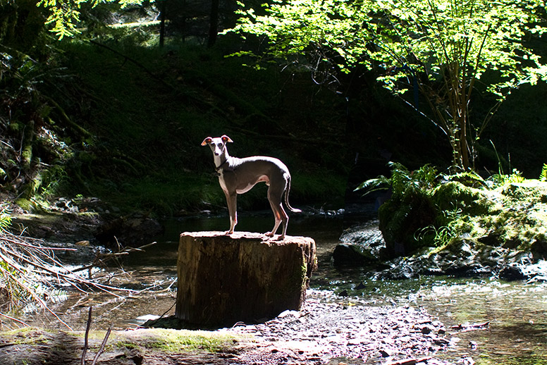 Enzo on tree stump in the middle of a stream