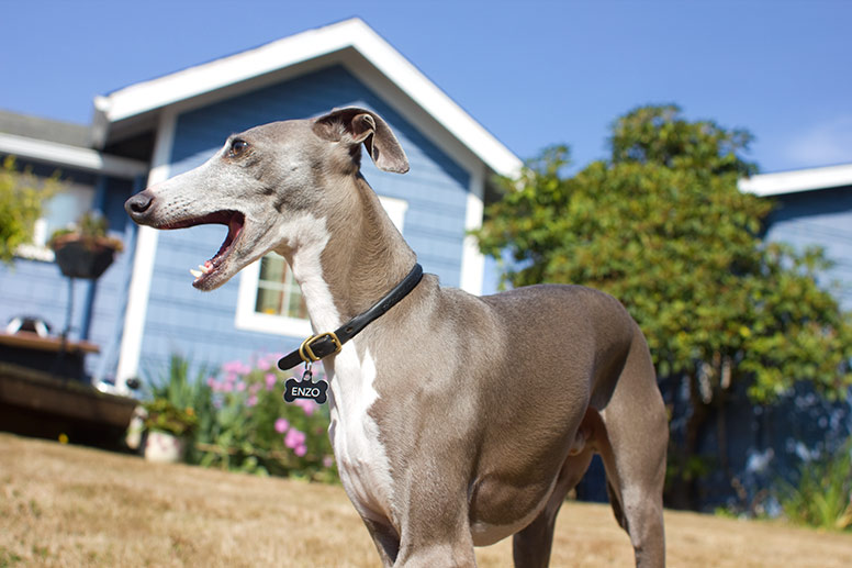 Enzo yawning in front of blue house