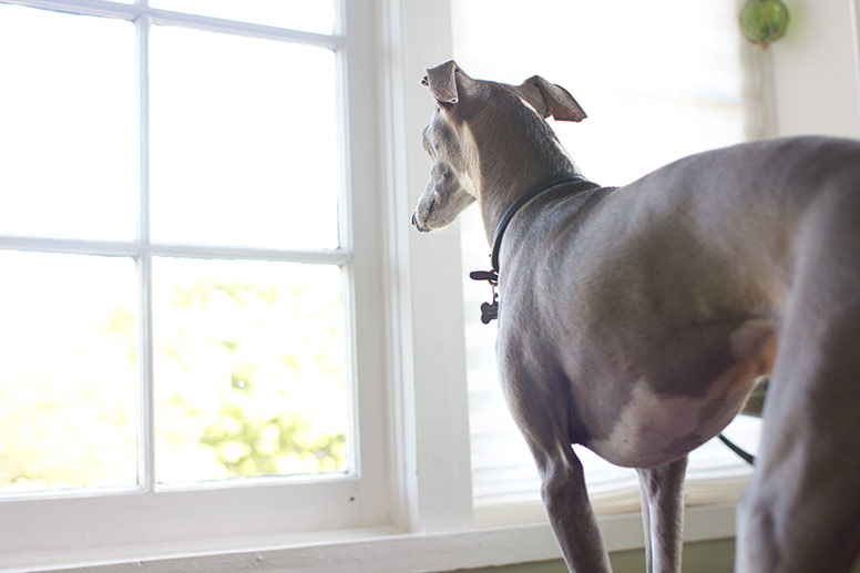 Enzo looking out bright windows