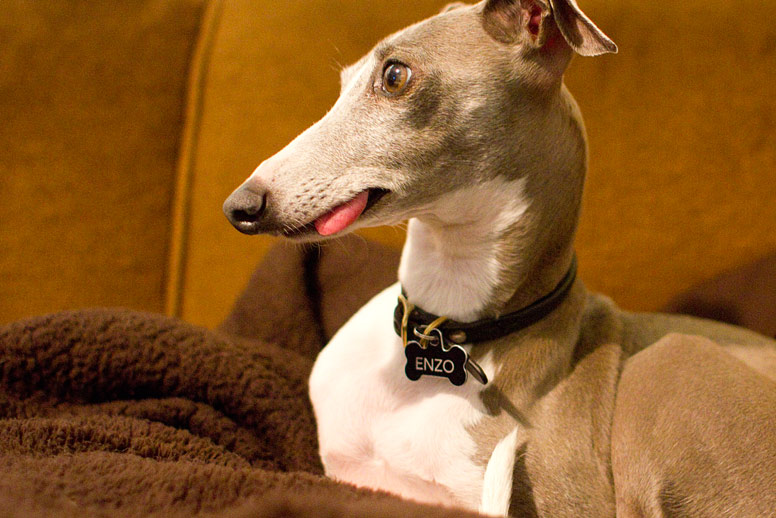 Enzo on the couch with his tongue sticking out