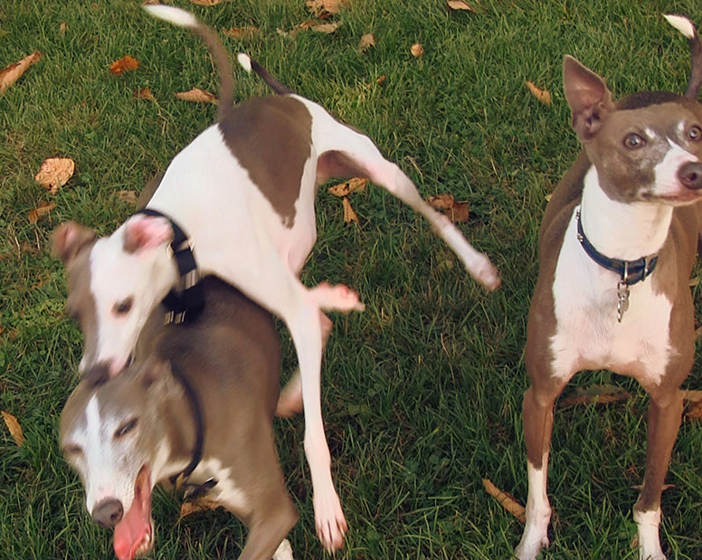 Parker jumping on Parker while another Italian Greyhound looks at the camera