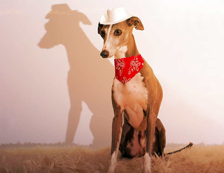 Enzo with a white cowboy hat and red bandana