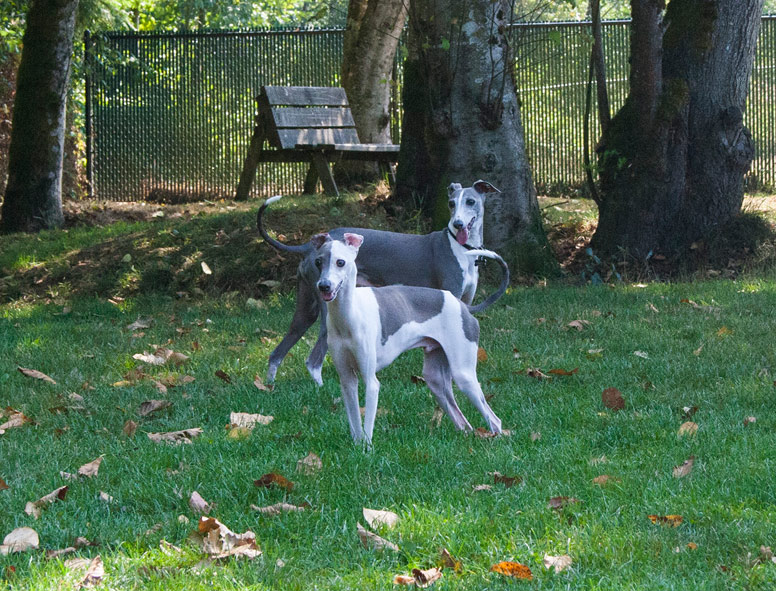 Two Italian Greyhounds in a park.