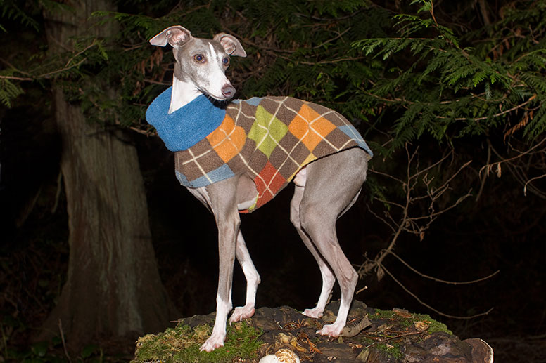 Enzo standing a tree stump wearing an argyl sweater.