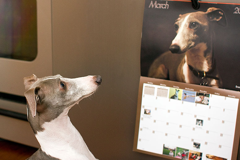 Enzo looking at his picture in the Italian Greyhound calendar