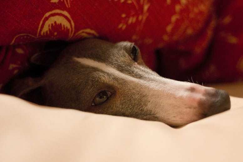 Enzo in bed and tucked in