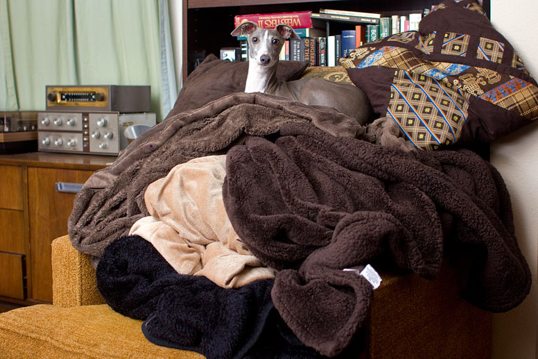 Enzo sitting on top a huge pile of blankets