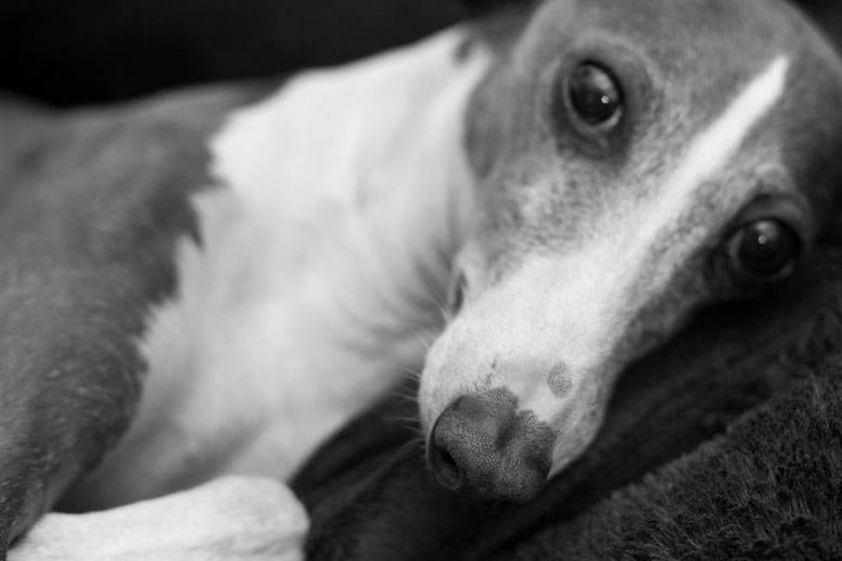 Enzo laying on a black blanket