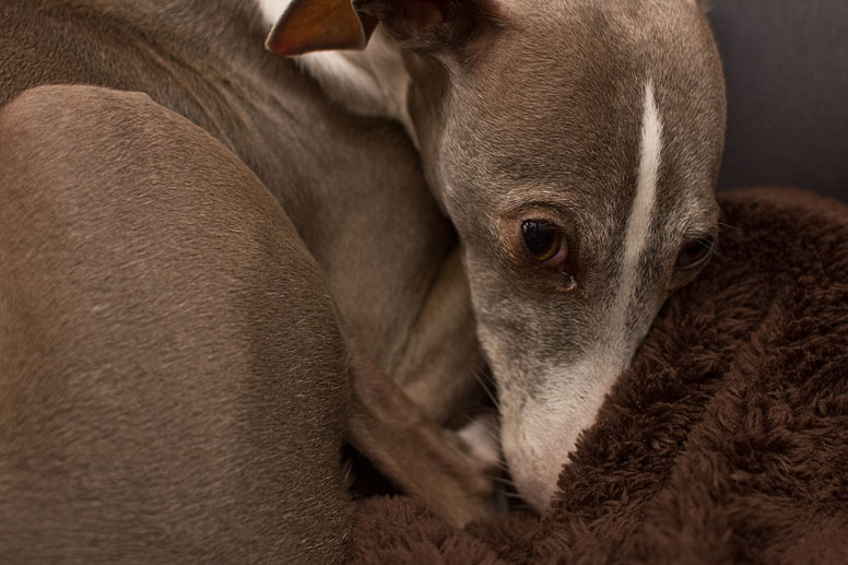 Enzo tucking his nose under the blanket