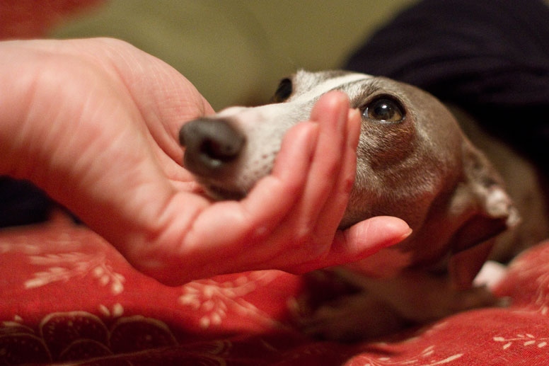 Enzo's shnauz resting in a hand staring up into persons eyes