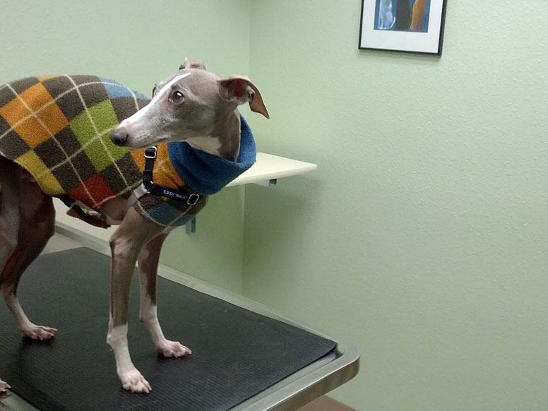 Enzo on the exam table at the vet's office