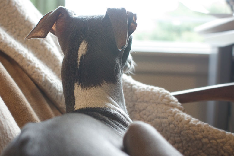 Enzo sitting in a chair and looking out the window