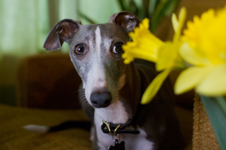 Enzo with yellow flowers