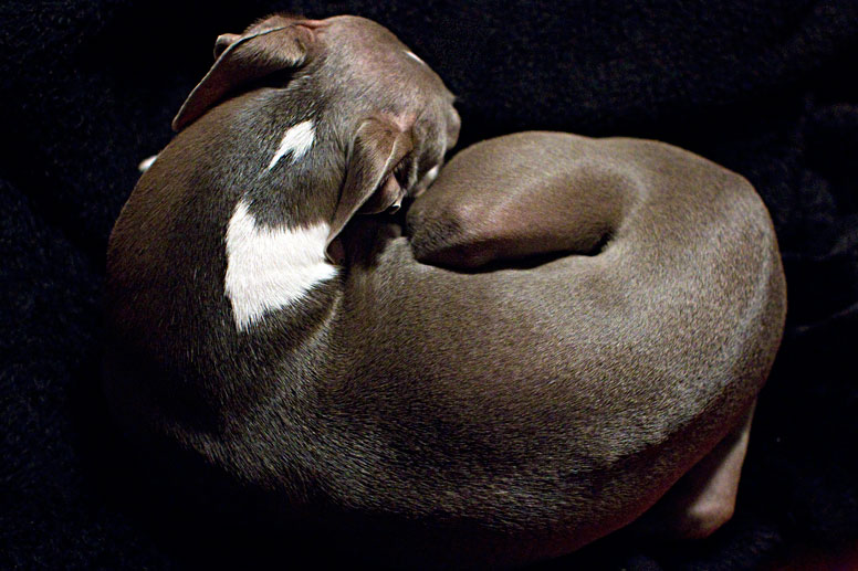 Enzo curled up ona black blanket