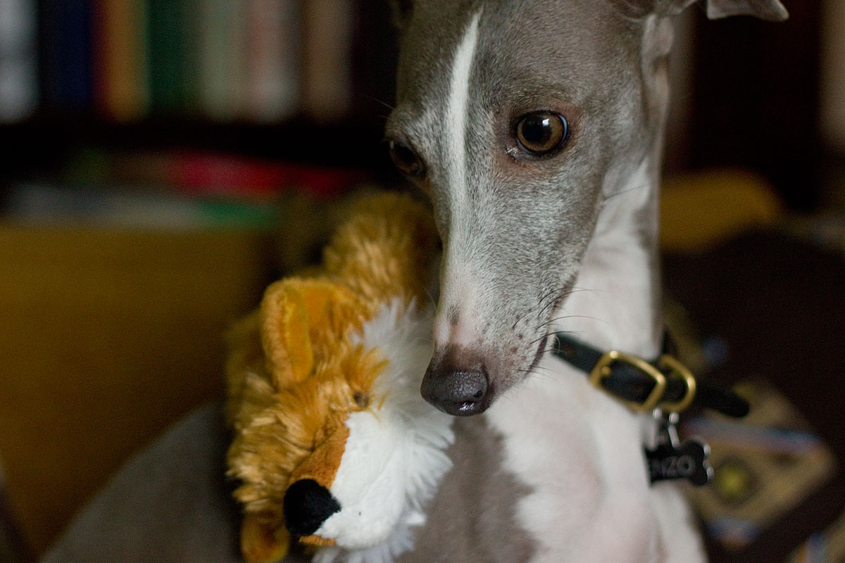 Enzo draped with a stuffed animal toy