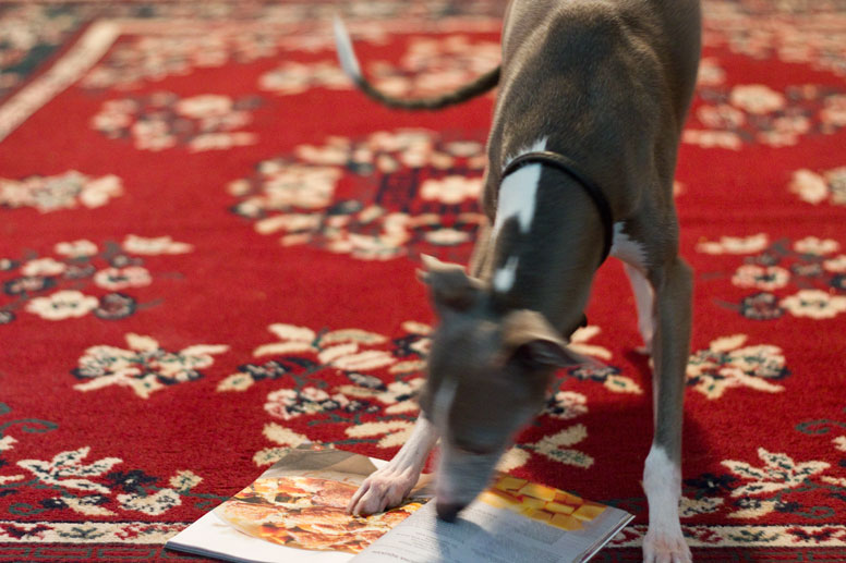 Enzo reads a magazine on a red rug