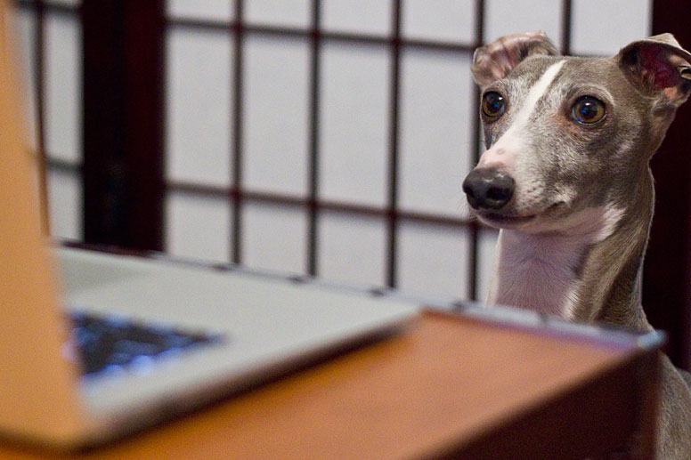 Enzo looking at a laptop screen