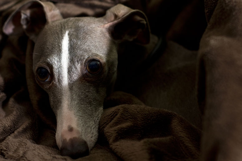 Enzo on brown blanket with sunlight