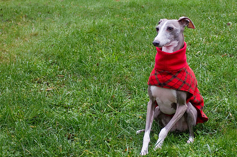 Enzo sitting in the grass wearing his red coat.