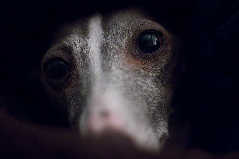 Enzo peeking out of dark hole