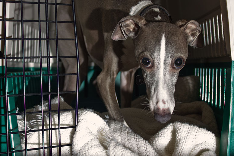 Enzo hiding in his crate