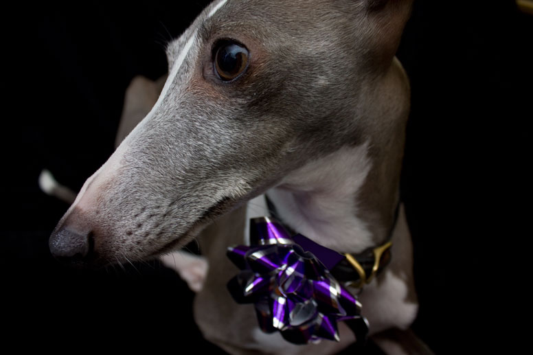 Enzo wearing a gift wrap bow on his collar